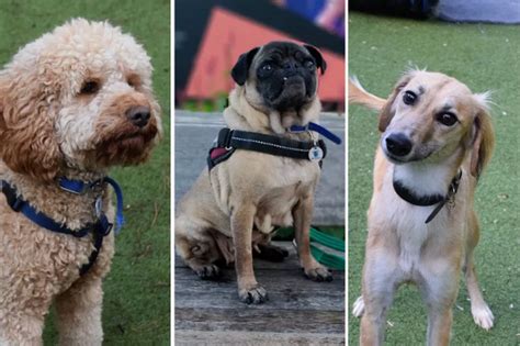 battersea dogs home lottery|27 adorable dogs at Battersea Dogs and Cats Home that.